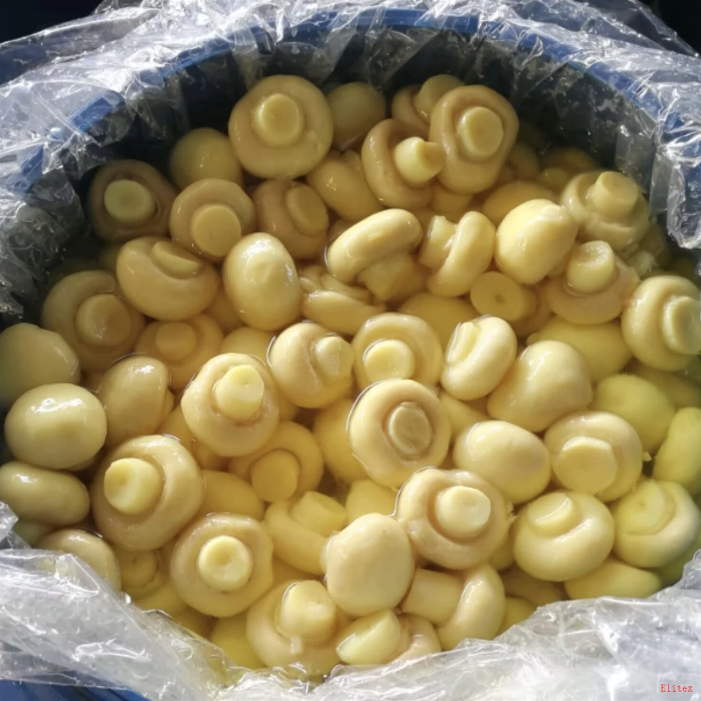 Brined Whole Champignon Mushrooms in Drums For Canning And Processing suppliers