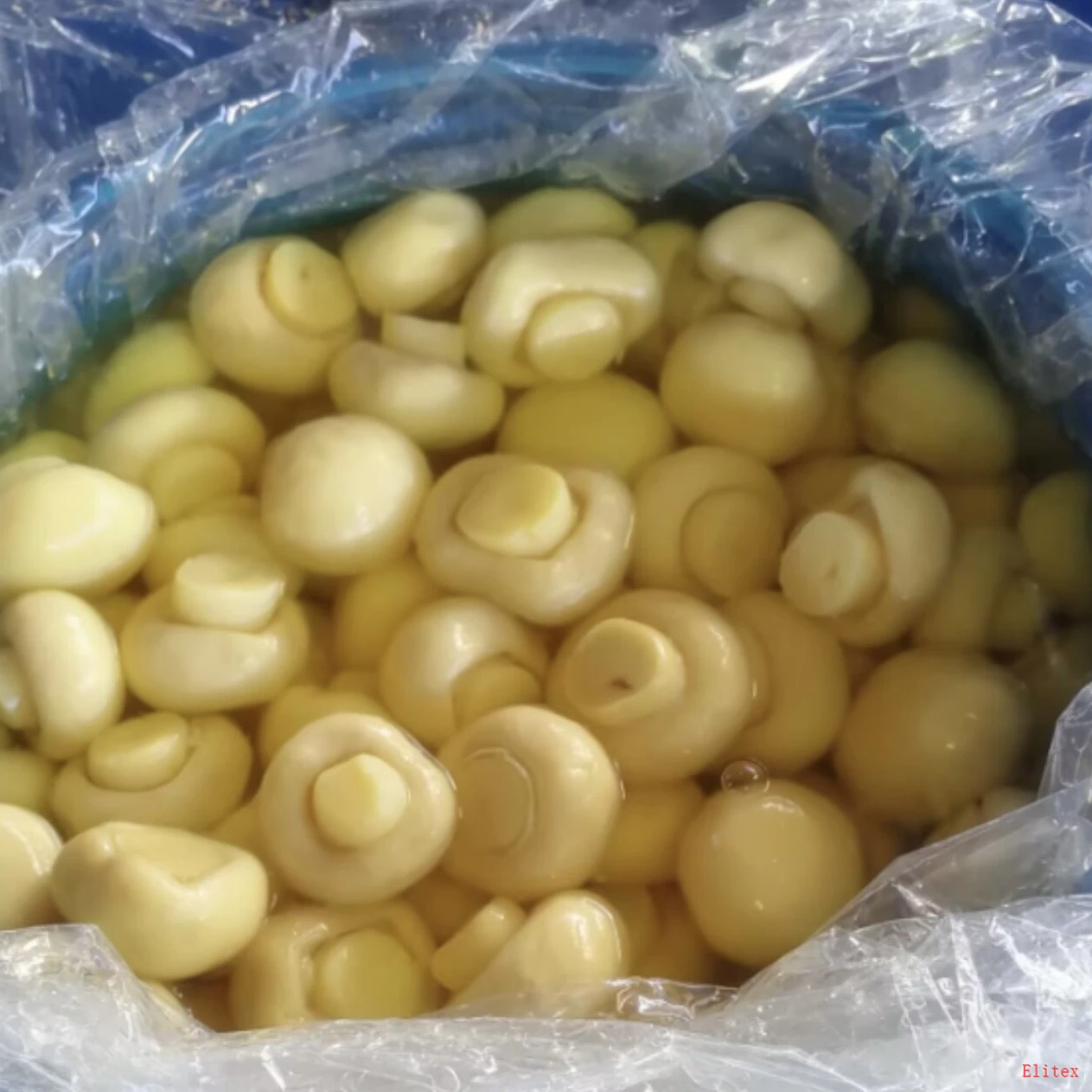 Brined Whole Champignon Mushrooms in Drums For Canning And Processing factory